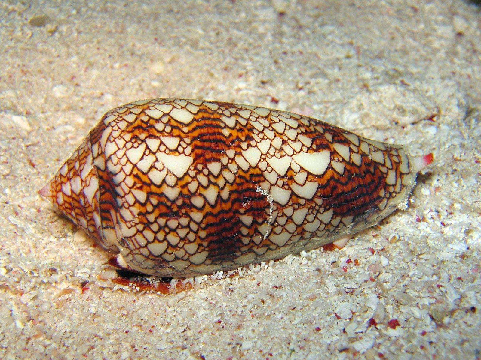 A Conus textile shell similar in appearance to cellular automation with Rule 30. Image: Wikipedia (Copyright 2005, Richard Ling)